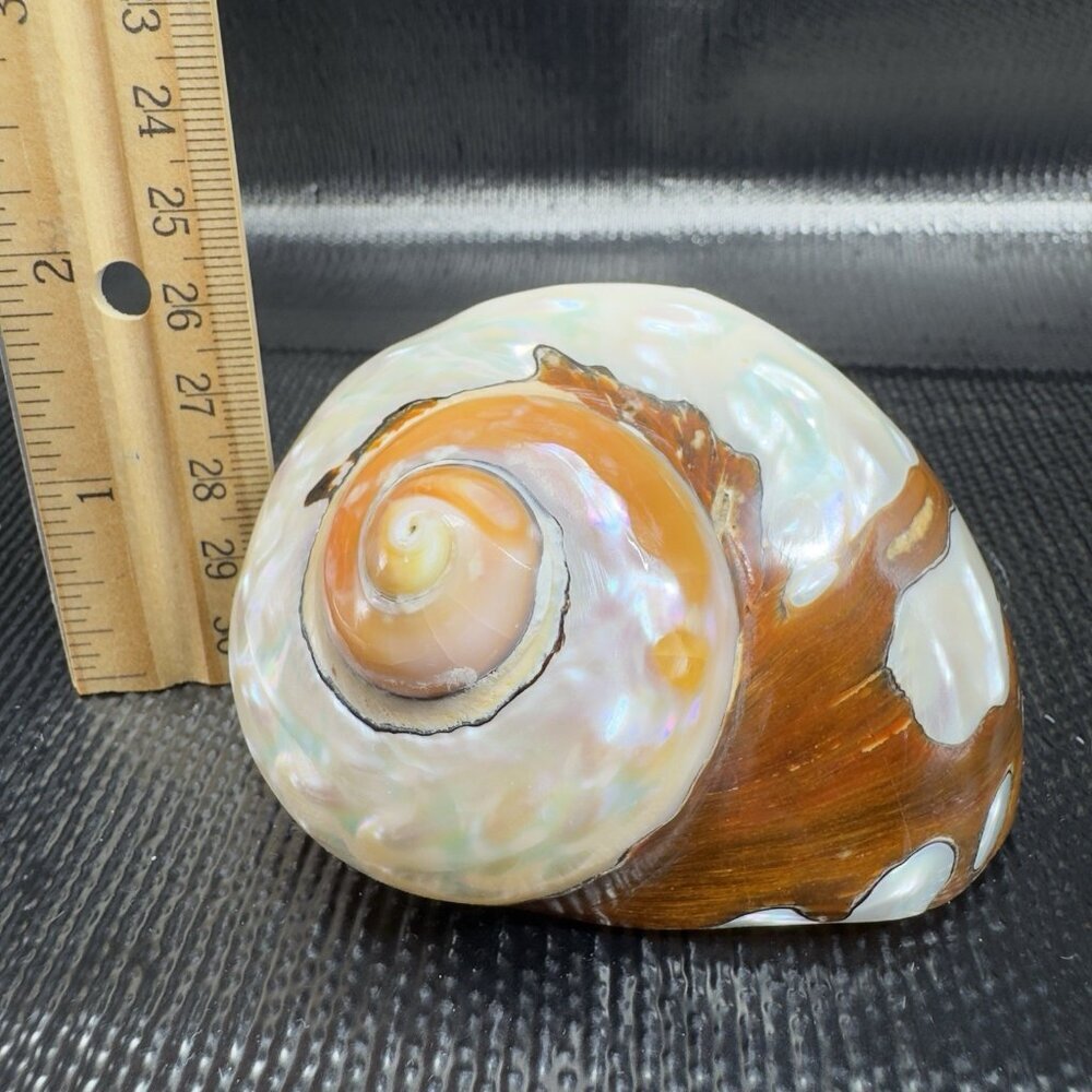 Natural Abalone Shell Iridescent Smooth African Turban Seashell Turbo Sarmaticus - Picture 3 of 13